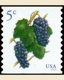 #5038 - 5¢ Pinot Noir Grapes