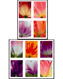 #5777S- Tulip Blossoms