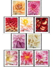 #5982S- Dahlias