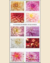 #5992S- Dahlias