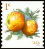 #5037 - 1¢ Albemarle Pippin Apples