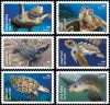 #5865S- Protect Sea Turtles