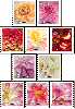 #5982S- Dahlias
