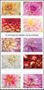 #5992S- Dahlias