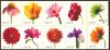 #4176S- 41¢ Flower Blossoms - bklt