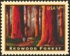 #4378 - $4.95 Redwood Forest