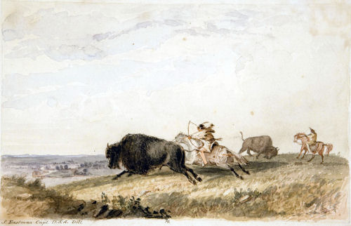 Buffalo Chase